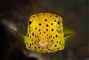 yellowboxfish