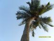 Palmträd i hotellets trädgård