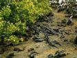 Havsleguaner (Marine Iguanas) p n Santa Cruz.