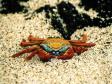 Sally Lightfoot Crab.