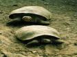 Galapagosöarnas berömda jättesköldpaddor.