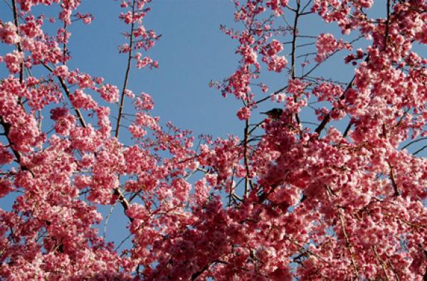 sakura (körsbärsträdsblomning).