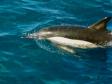 Delfin utanfr Madeira.