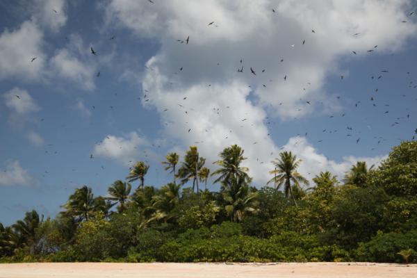 Mnga fglar p de obebodda arna i Tuvalu