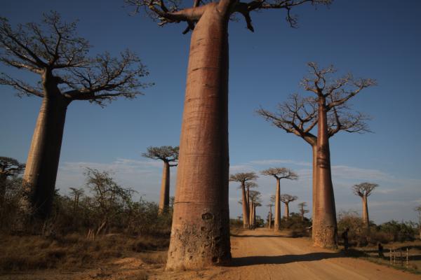 Baobab Alley