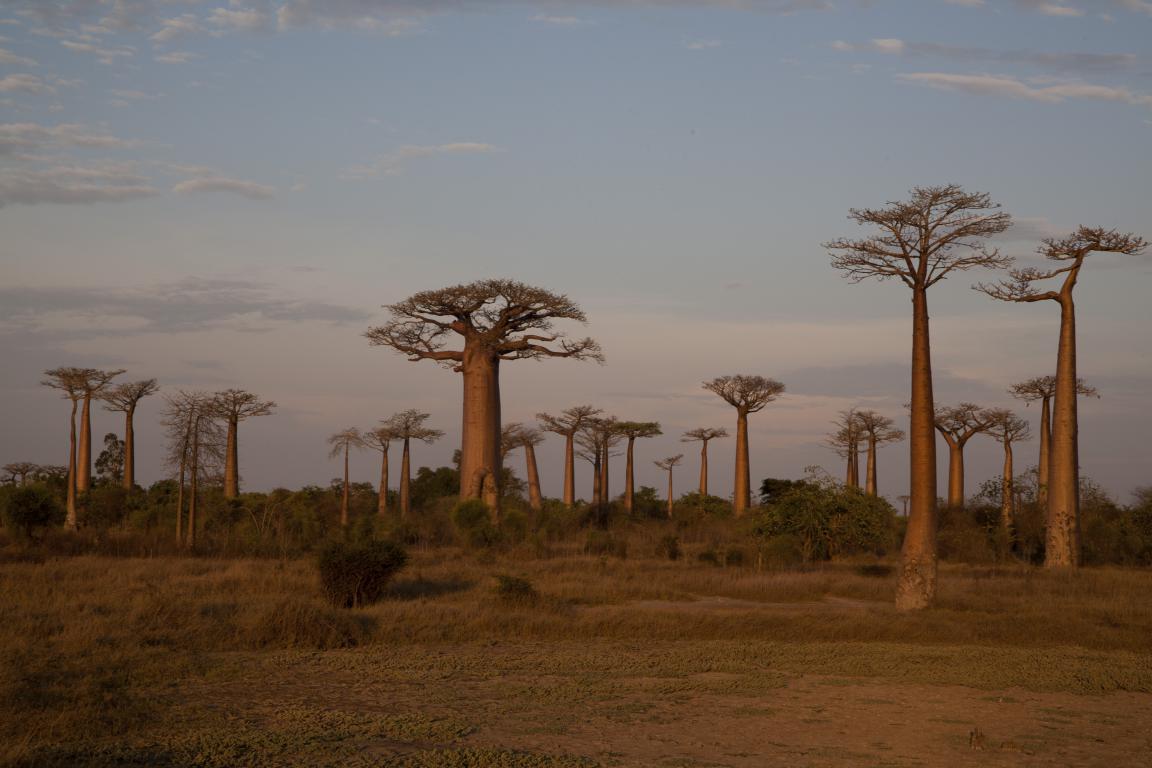 Baobabträd i närheten av Morondova