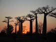 Baobabtrd i nrheten av Morondova