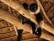 En vilande lemur