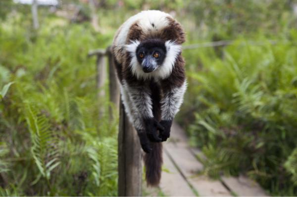 En lemur i Andasibe-Mantadia National Park