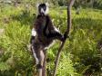 En lemur i centrala Madagaskar