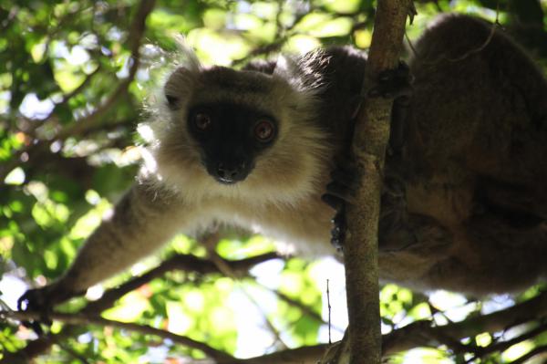 Lemurer i norra Madagaskar