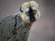 En lemur i sdra Madagaskar