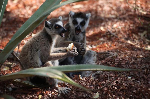 Ringsvansade lemurer
