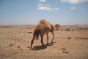 Vstsahara