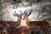 Namibia