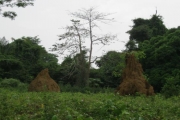 Elfenbenskusten
