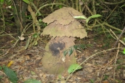 Elfenbenskusten