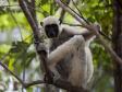 En lemur i centrala Madagaskar