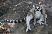 Madagaskar