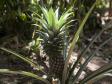 Ananas i norra Madagaskar