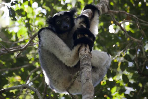 Indrin - den strsta av alla lemurer