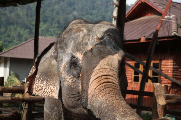 Elefant i Chiang Mai