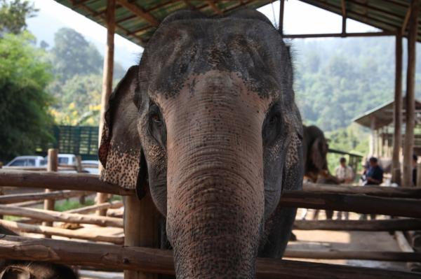 Elefant i norra Thailand