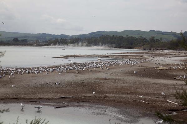 Rotorua